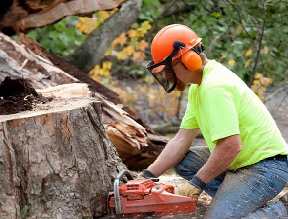 Local Tree Service Experts in Brandon, TX