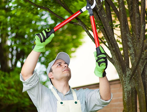 Why Choose Our Tree Services