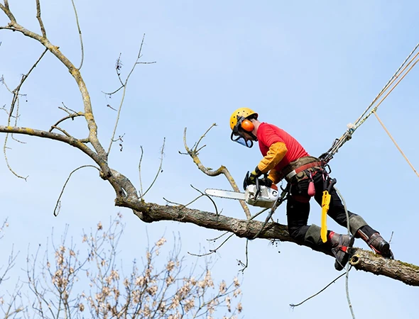 Emergency Tree Services in Brandon, TX