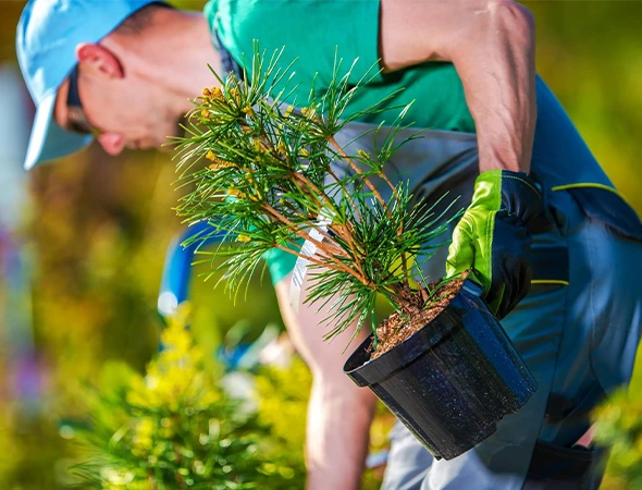 Why Choose Our Tree Planting Services