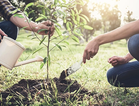 Commercial Tree Planting in Bryan, TX