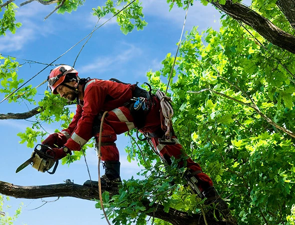Expert Arborist Tree Planting Services in College Station, TX