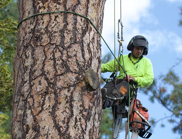 Benefits of Choosing Our Arborist Services
