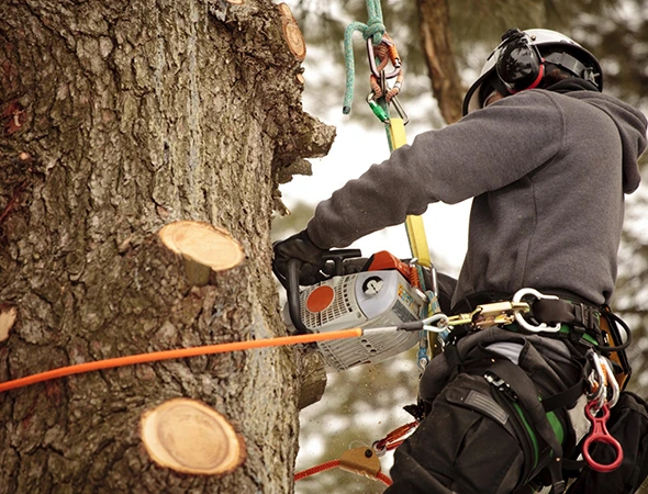 Local Tree Planting Services in College Station, TX