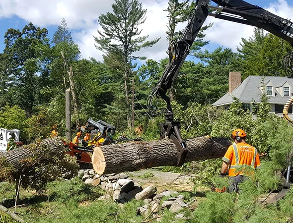 Emergency Tree Removal Experts in Colleyville, TX