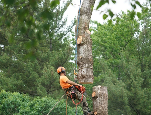 Professional Tree and Stump Removal in Colleyville, TX