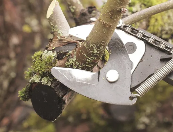24/7 Emergency Tree Removal Services in College Station TX