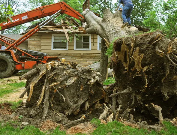 Benefits of Our Tree Removal Services
