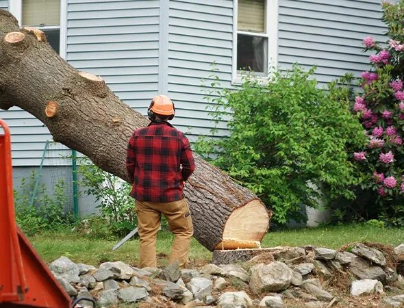 Insured Tree Removal Experts in Brandon TX