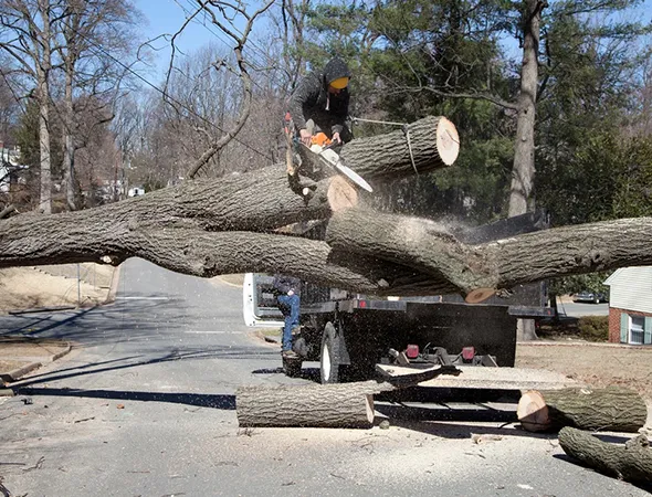 Large Tree Removal Services in {{mpg_city}}