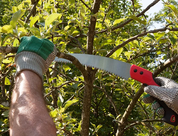 Professional Tree Crown Shaping Services in Franklin, TX