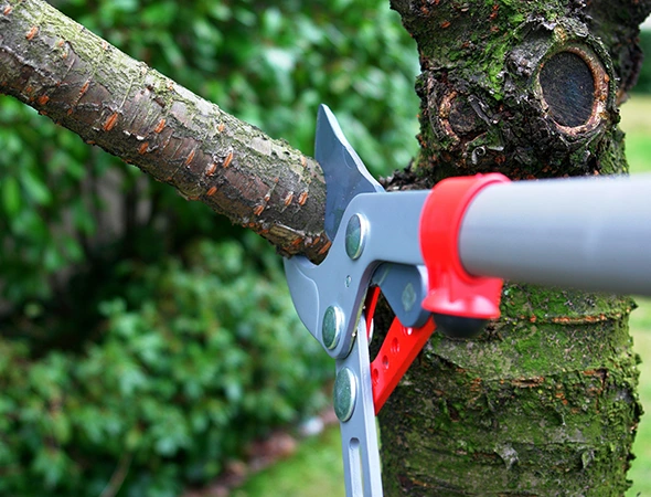 Why Choose Our Tree Trimming and Pruning Services