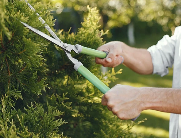 Seasonal Tree Trimming Services in Franklin, TX