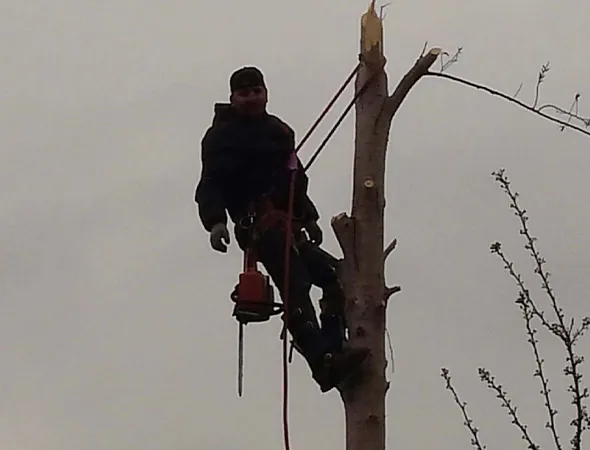 Why Choose Our General Tree Services