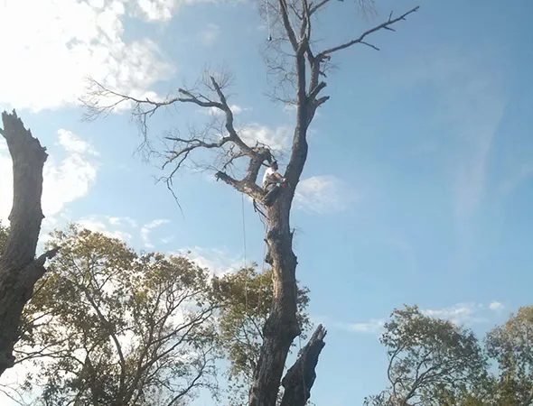 Emergency Tree Services in Brandon TX