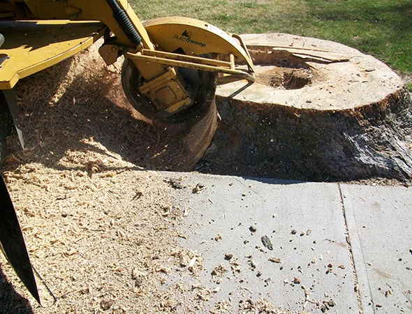 Fast Tree Stump Removal and Grinding in Navasota, TX