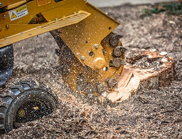 Why Choose Our Tree Stump Grinding Service