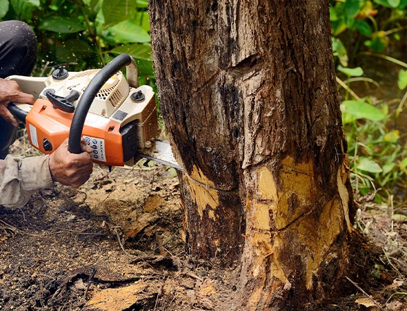 Professional Stump Grinding Services In Navasota, TX