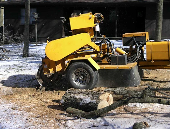 Affordable Tree Stump Removal Experts in Navasota, TX