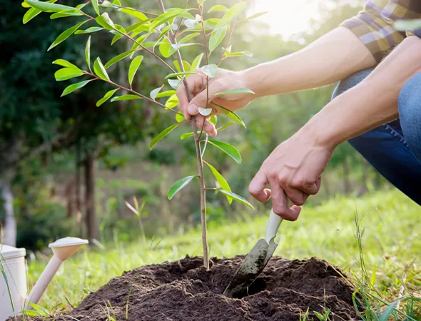 Backyard Tree Replacement Service in Brandon TX