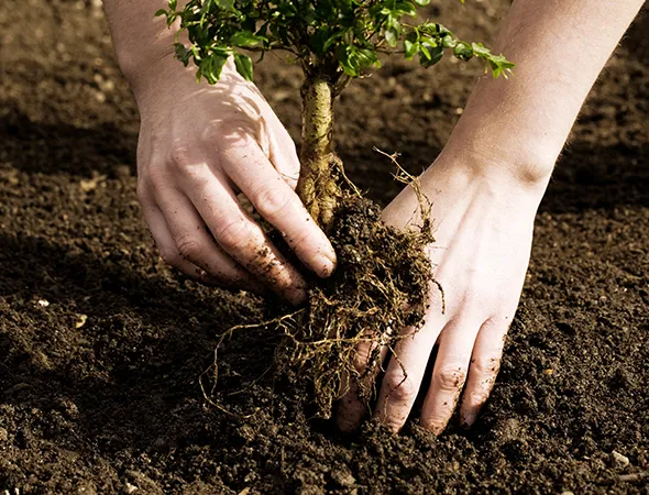 Benefits of Our Tree Planting Services