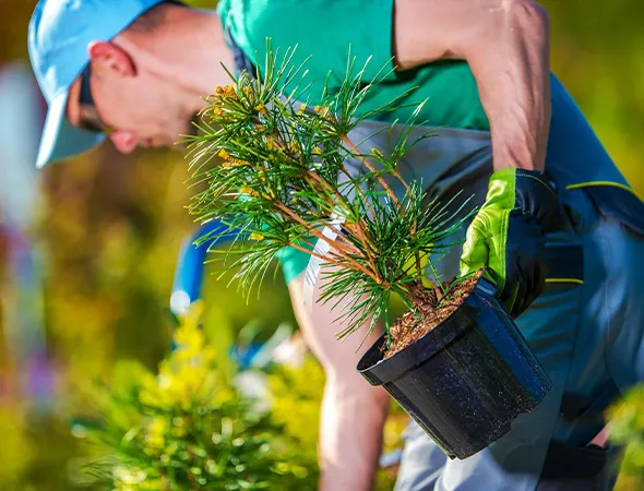 Tree Landscaping and Planting in Colleyville TX