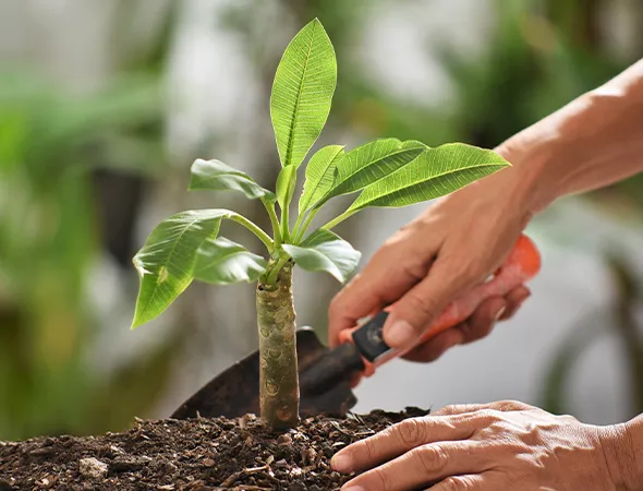 Arborist Tree Planting Services in Navasota TX