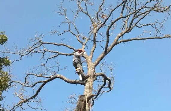 About Us - Brazos Valley Stump Grinding and Tree Service